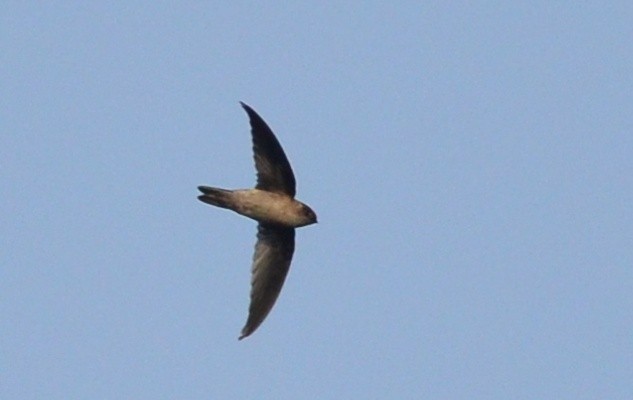 Indian Swiftlet - ML173852091