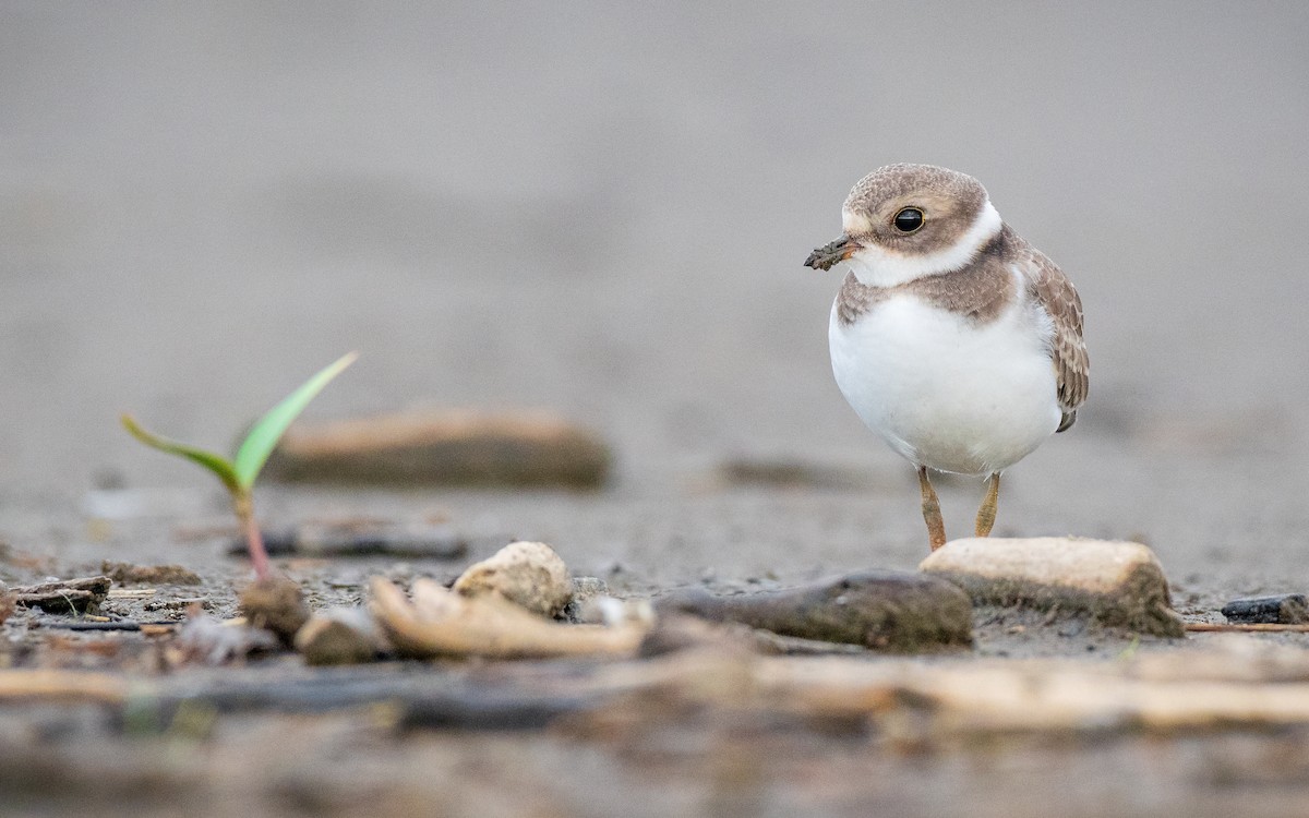 Semipalmated Plover - ML173852241