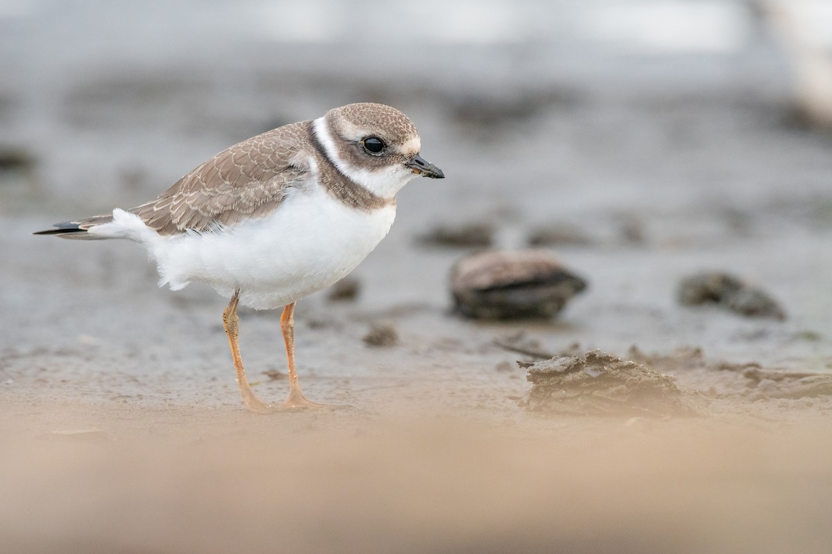 Semipalmated Plover - ML173852261
