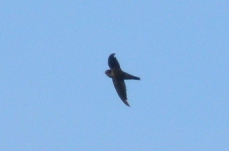 Indian Swiftlet - ML173852751