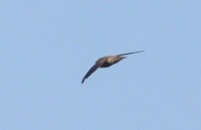 Indian Swiftlet - ML173853061