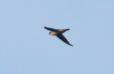 Indian Swiftlet - ML173853331