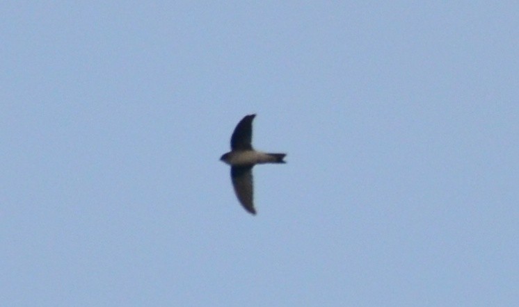 Indian Swiftlet - ML173853471