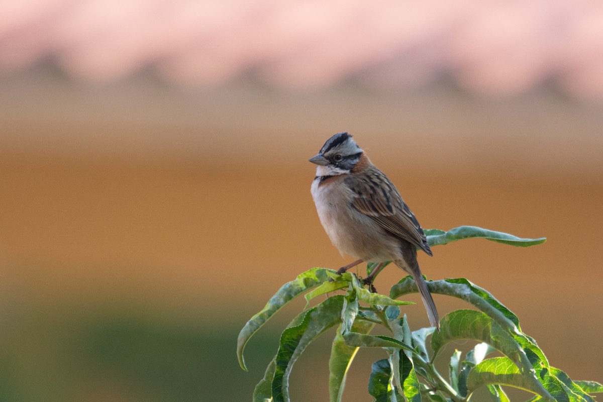 Rufous-collared Sparrow - ML173858371