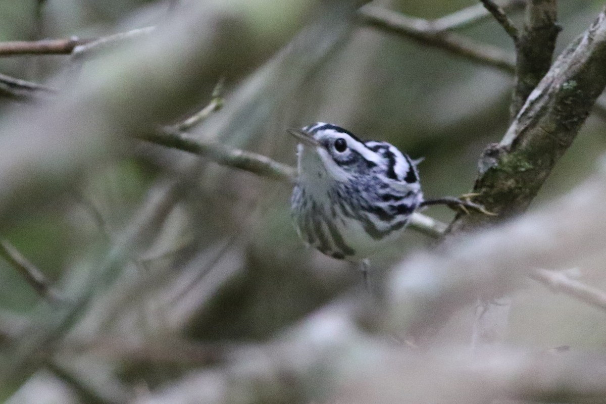 Black-and-white Warbler - ML173859291