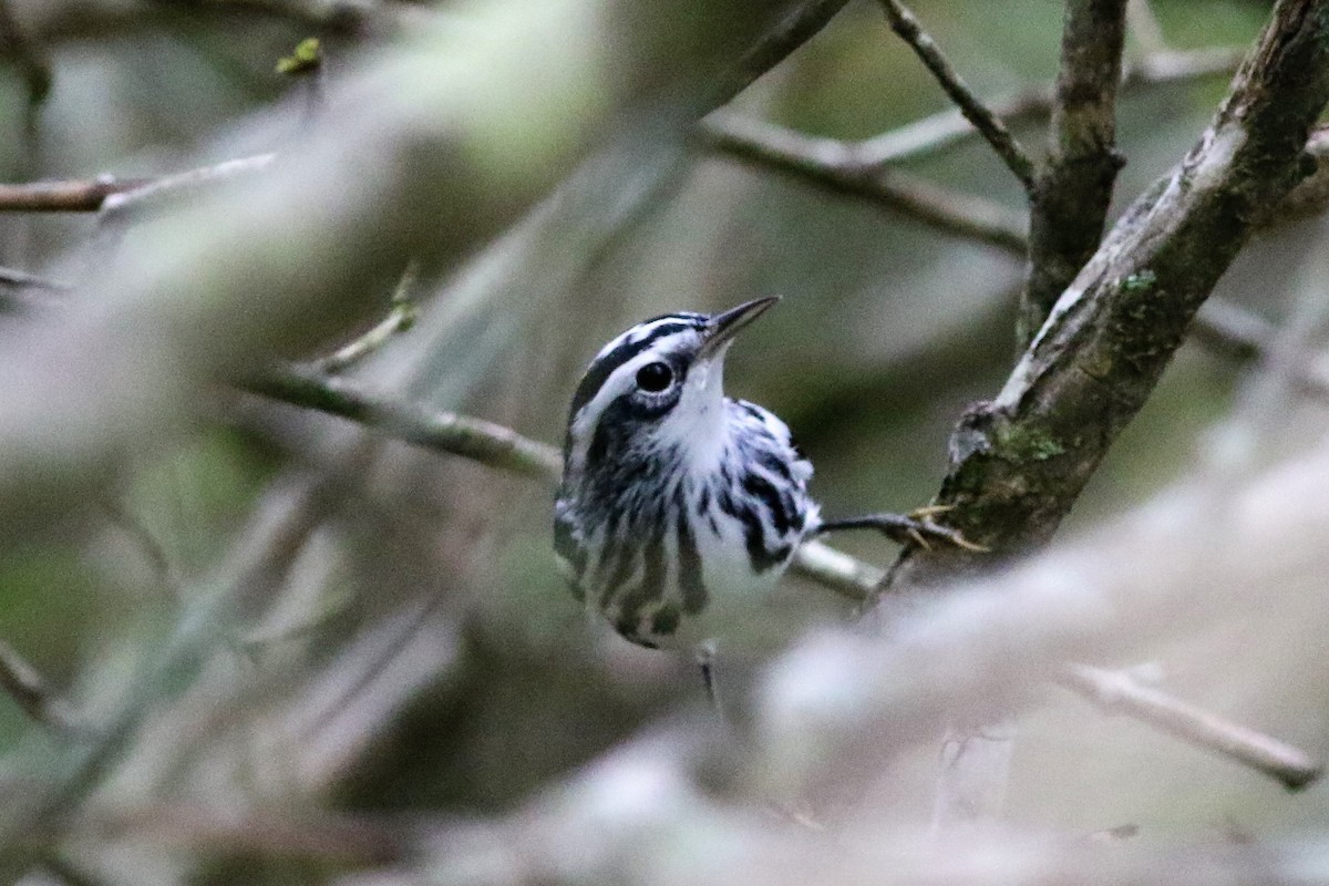 Black-and-white Warbler - ML173859301