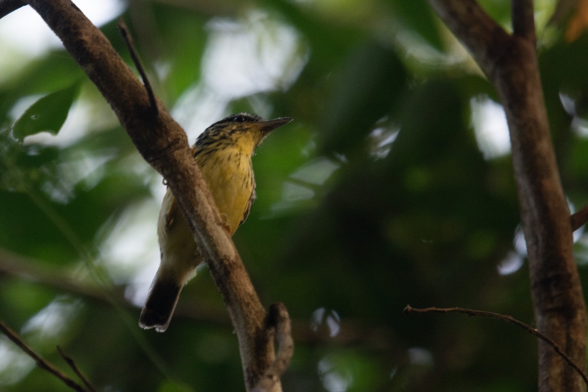 Yellow-breasted Warbling-Antbird - ML173863521