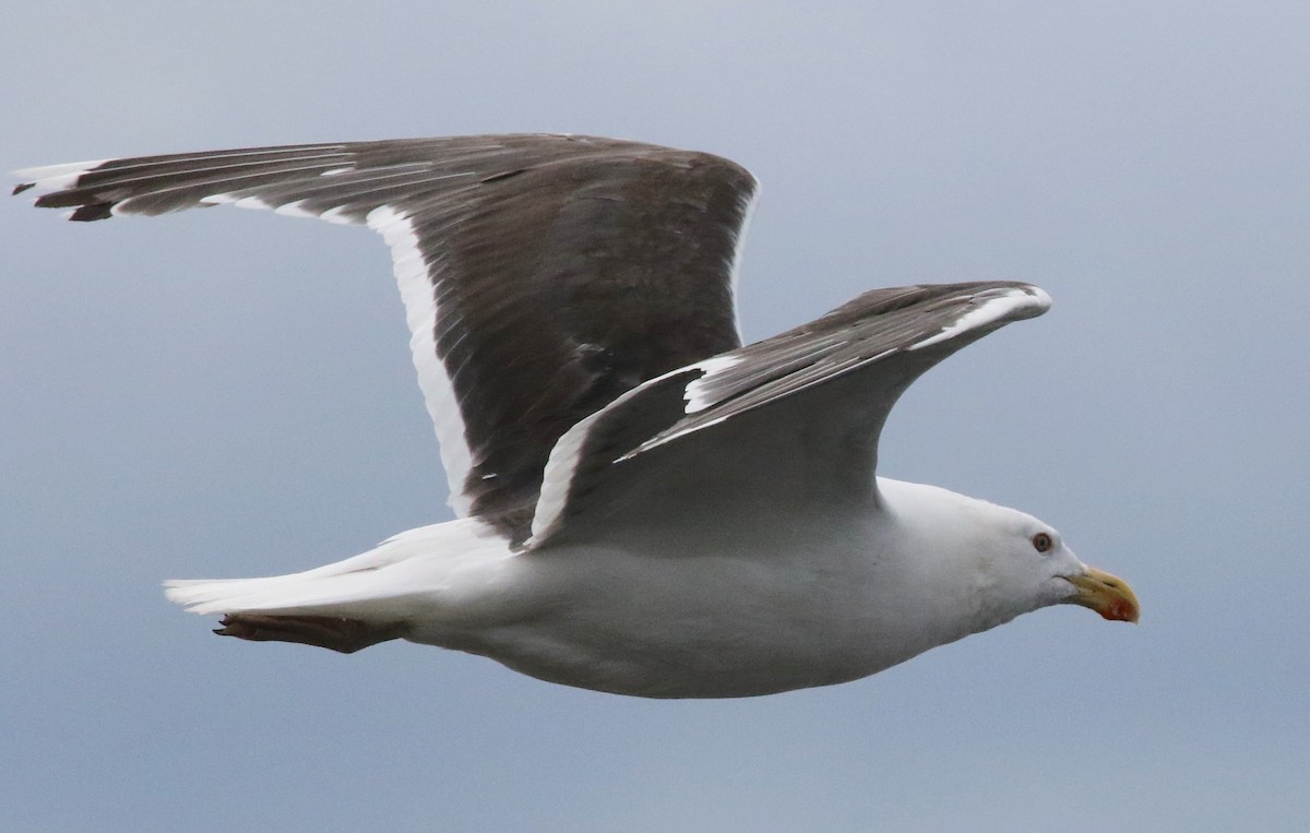 Great Black-backed Gull - Brian Tychie