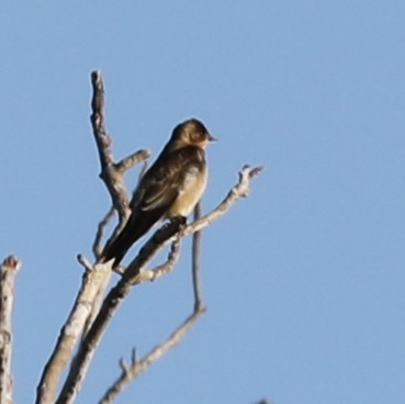 Southern Rough-winged Swallow - ML173868521
