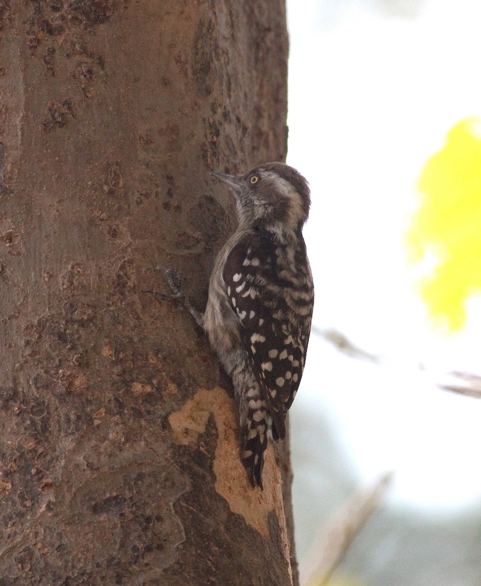 Brown-capped Pygmy Woodpecker - ML173869531