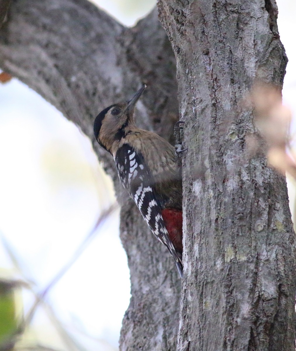 Fulvous-breasted Woodpecker - ML173869561