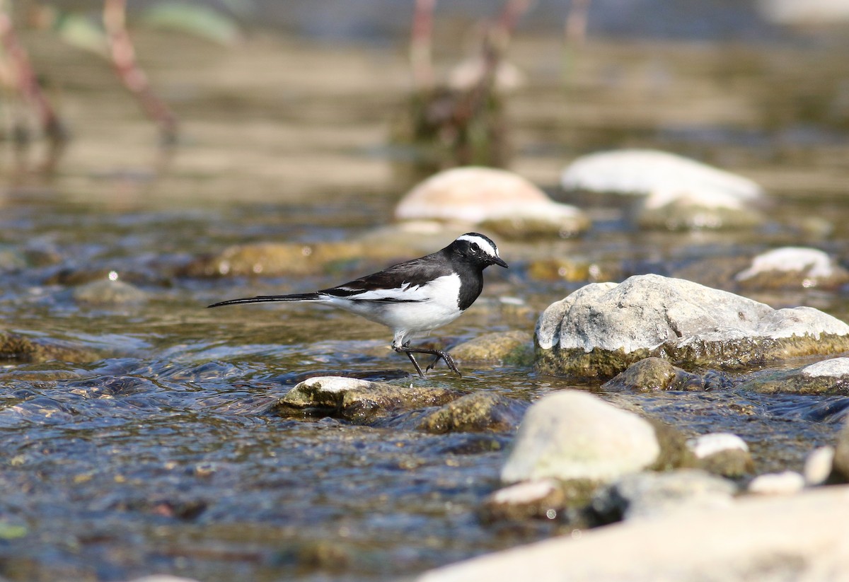 White-browed Wagtail - Daniel Branch