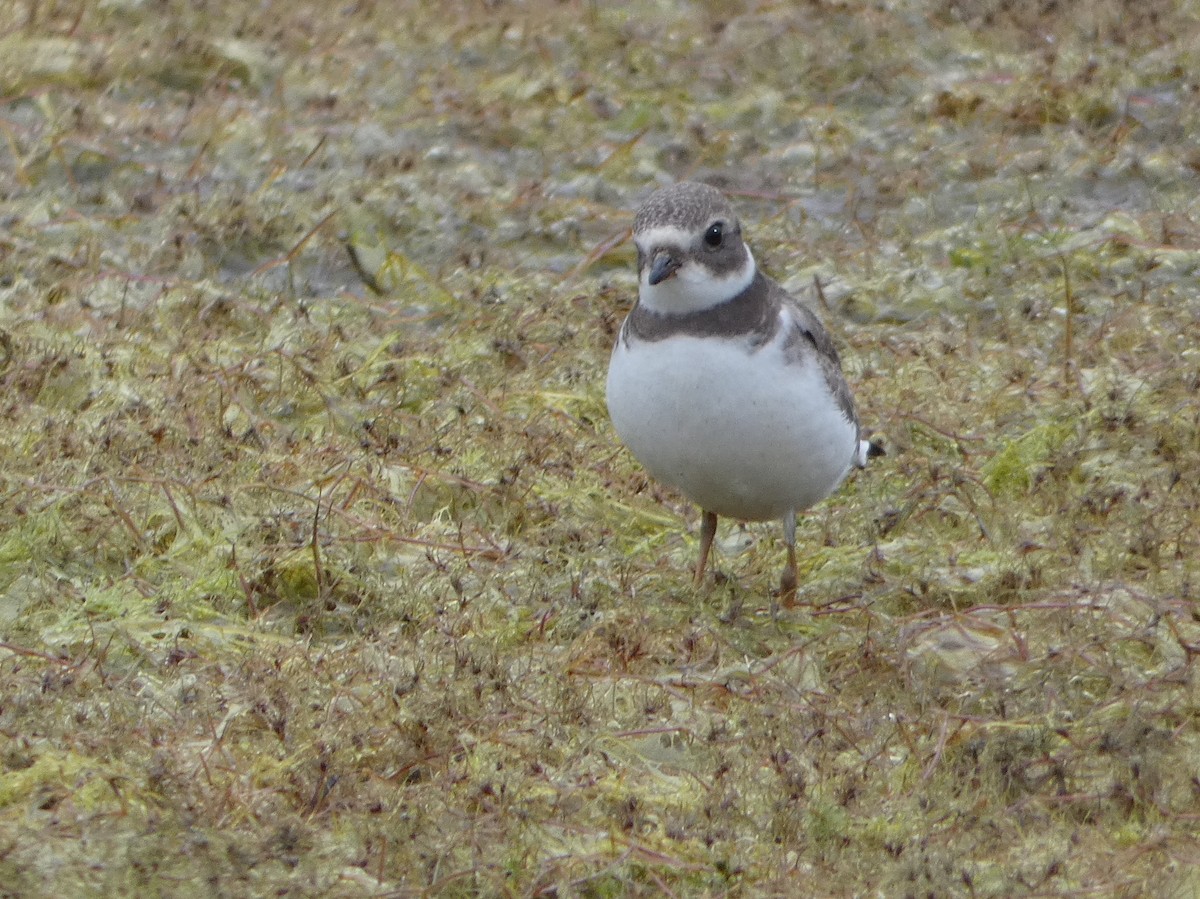 Semipalmated Plover - ML173873171