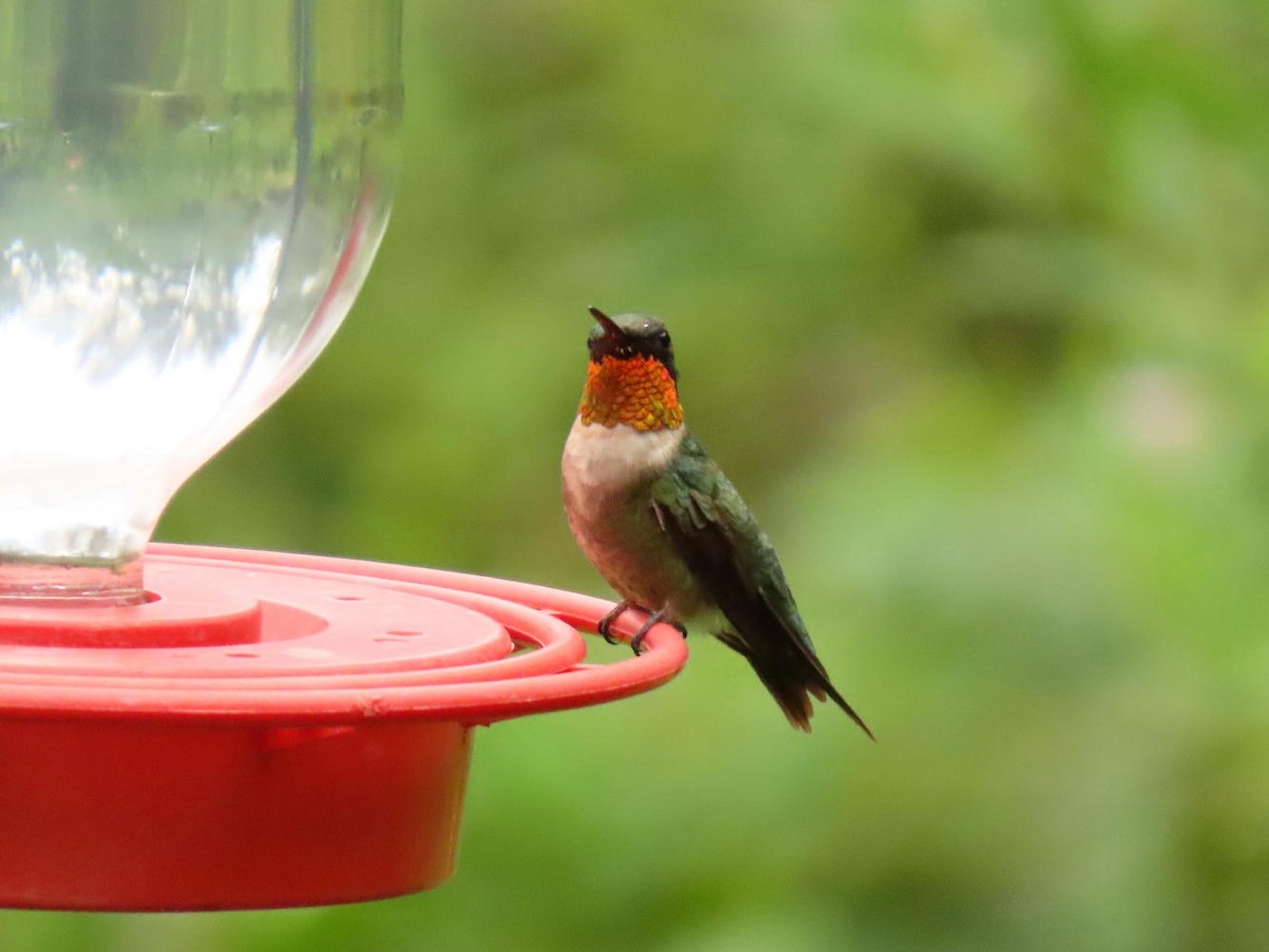 Ruby-throated Hummingbird - ML173876931