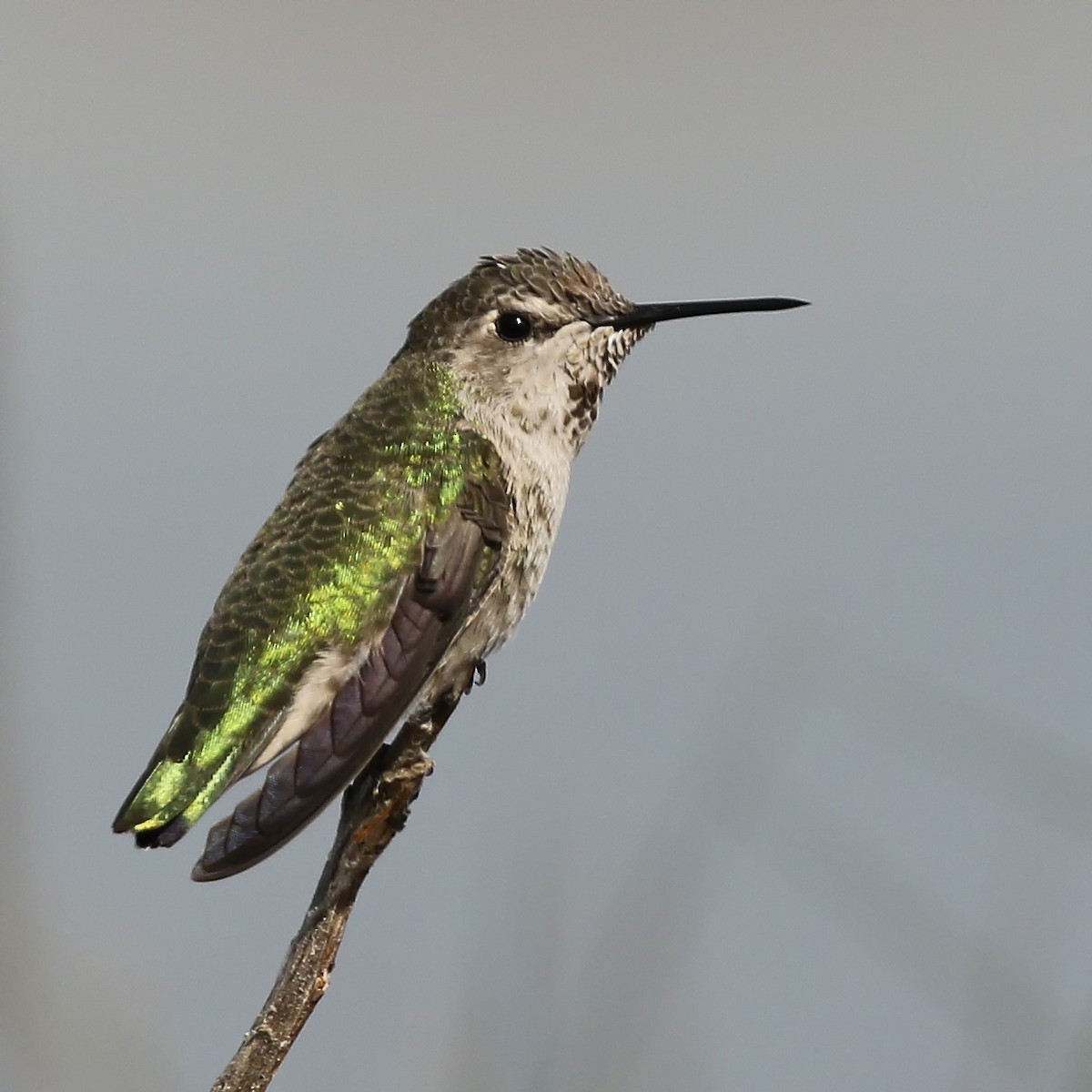 Anna's Hummingbird - Michael Hawk