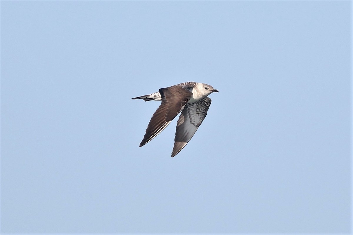 Long-tailed Jaeger - ML173895101