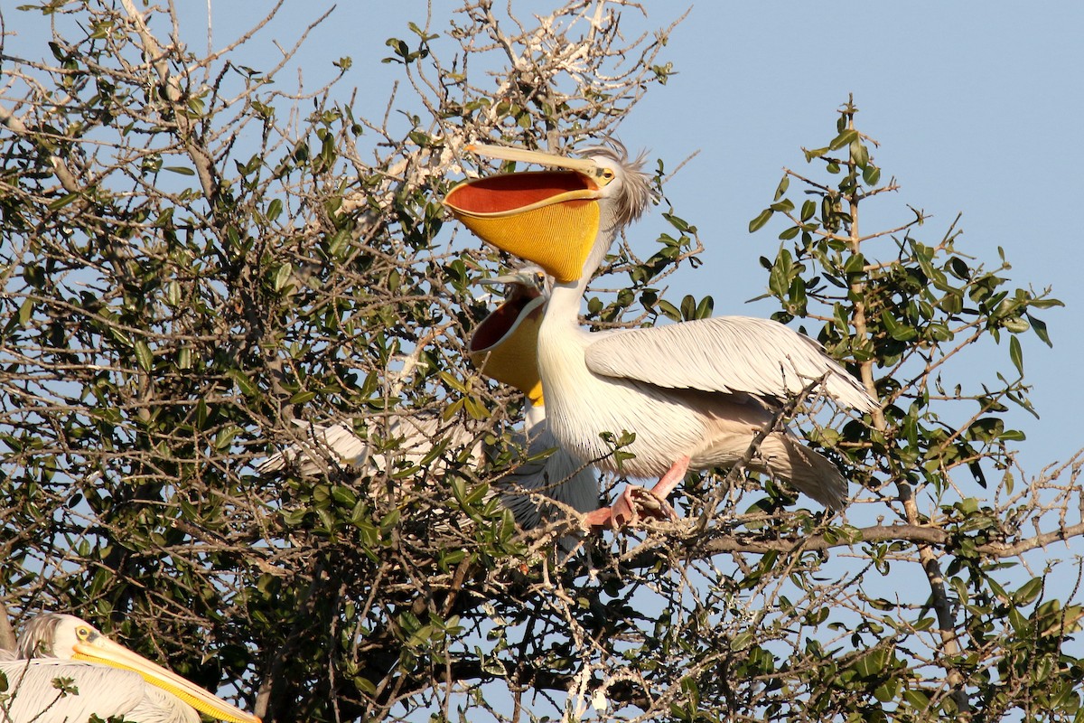 Pink-backed Pelican - ML173908151