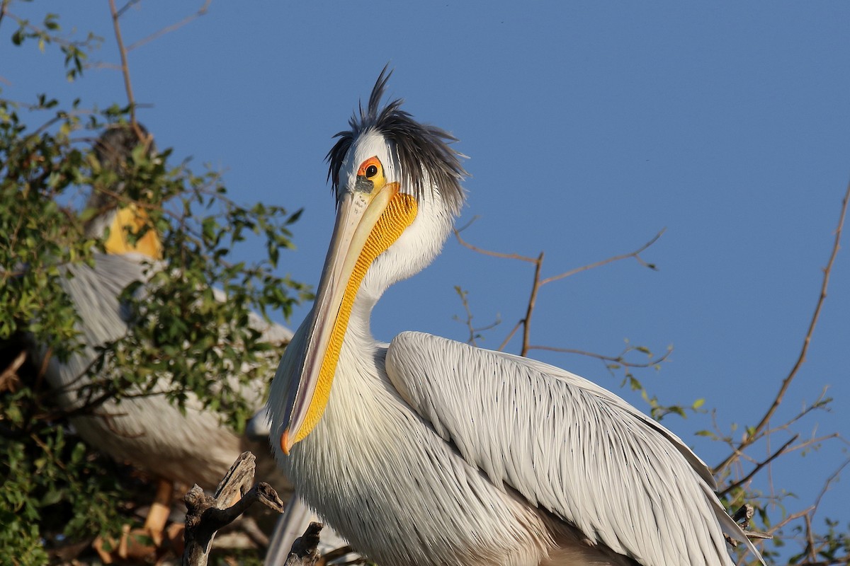 Pink-backed Pelican - ML173908221
