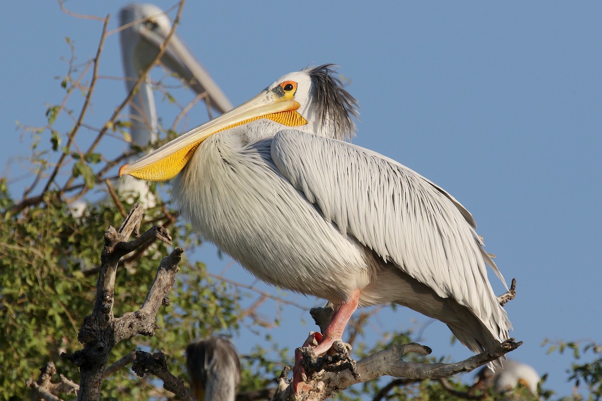 Pink-backed Pelican - ML173908241