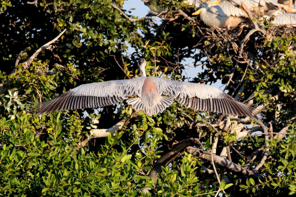 Pink-backed Pelican - ML173908291