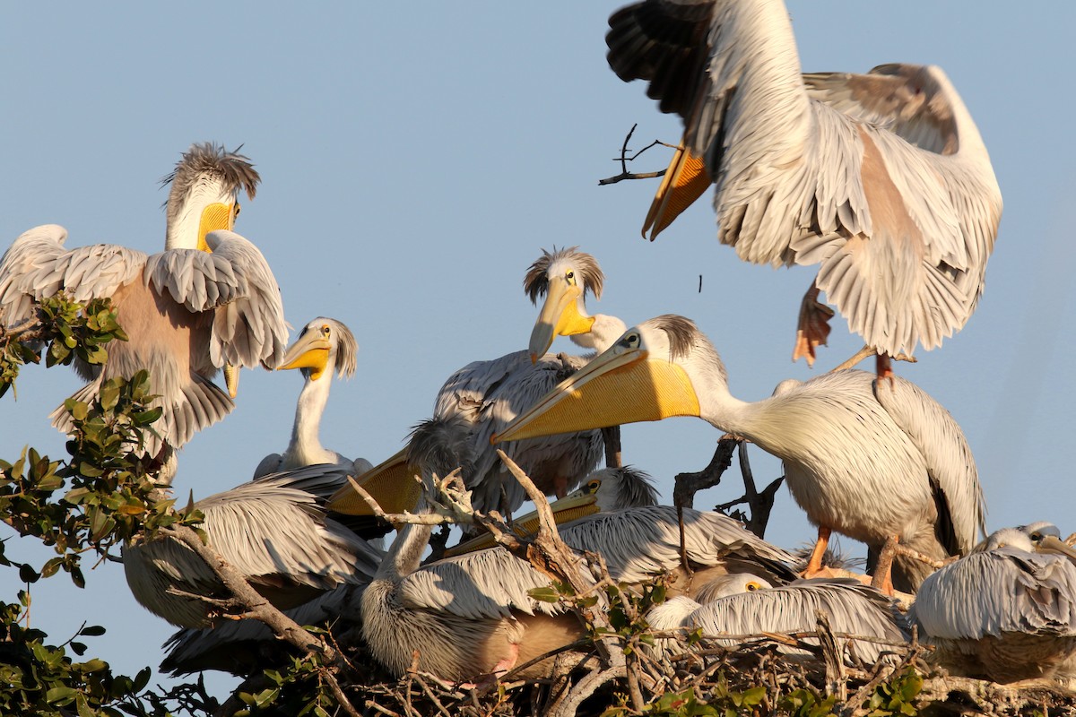 Pink-backed Pelican - ML173908331