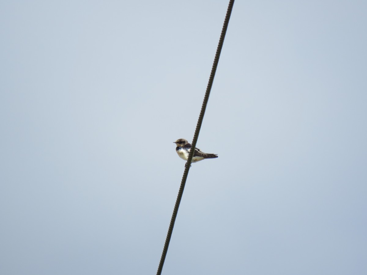 Barn Swallow - ML173912321