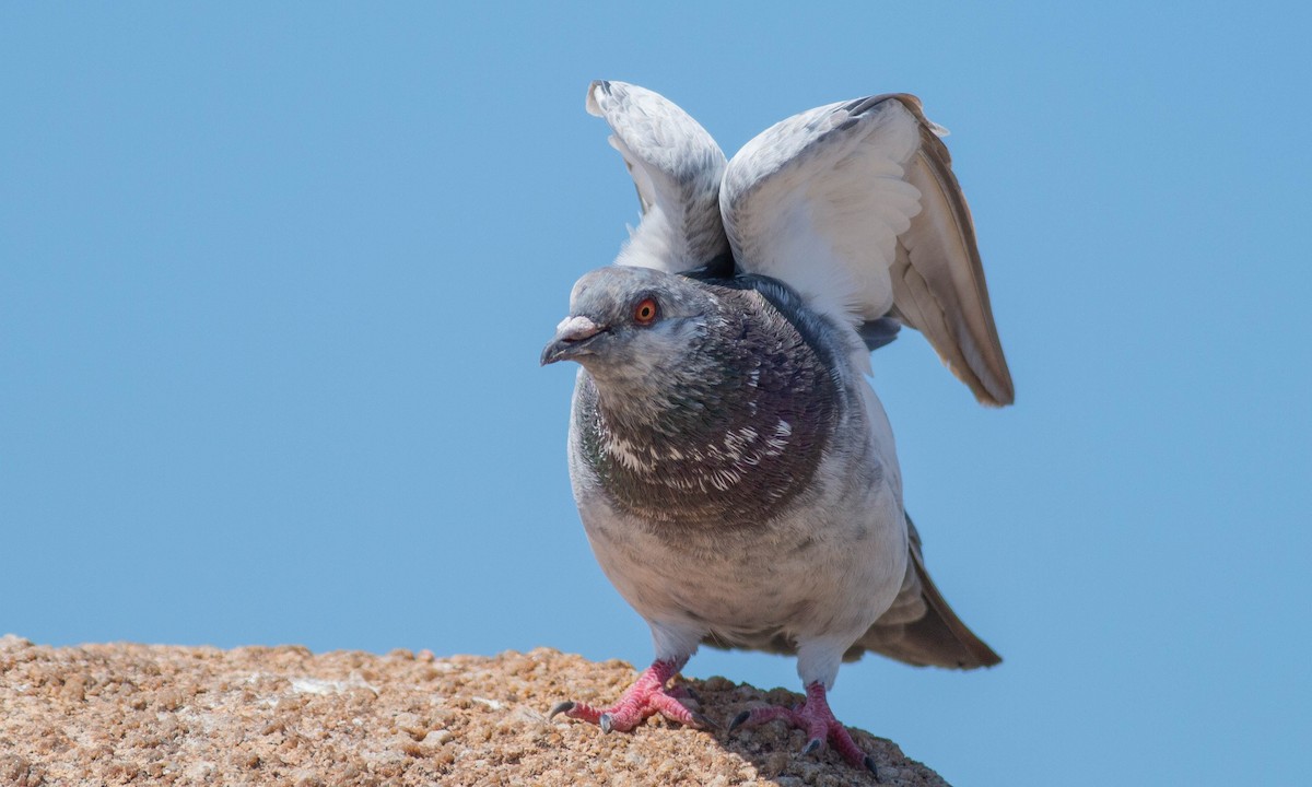 Rock Pigeon (Feral Pigeon) - Paul Fenwick