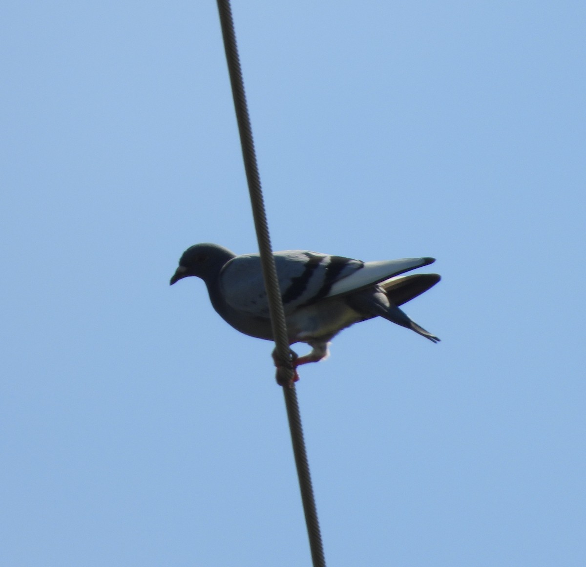 Rock Pigeon (Feral Pigeon) - ML173915011