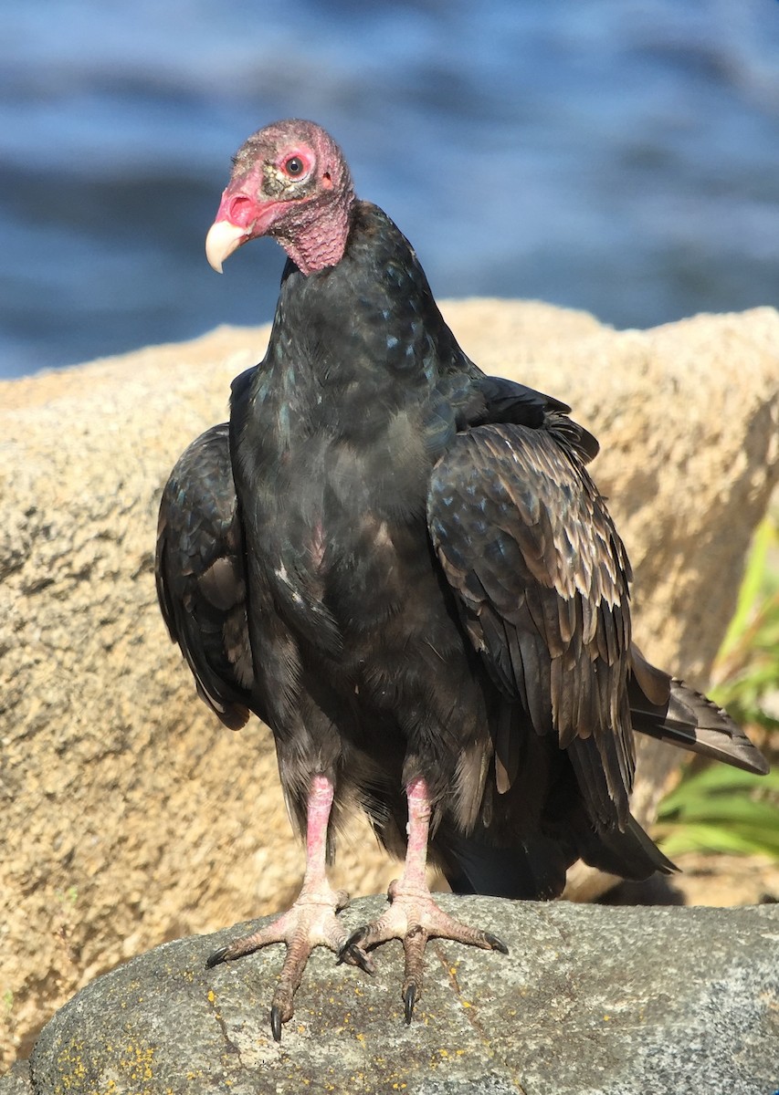 Turkey Vulture - Rick Heil