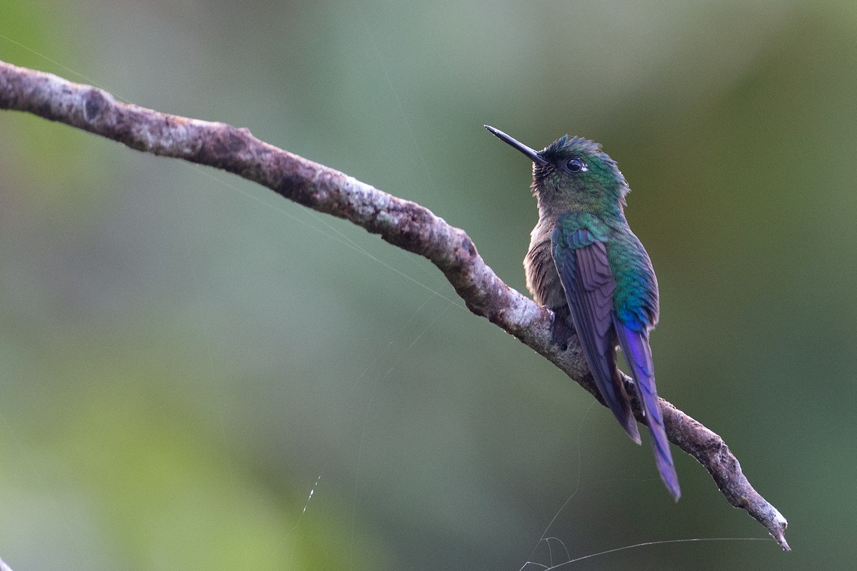 Violet-tailed Sylph - Chris Wood