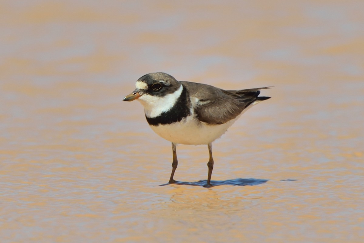 Semipalmated Plover - ML173919961