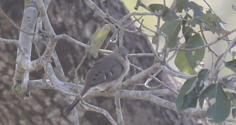 Long-tailed Ground Dove - ML173923221