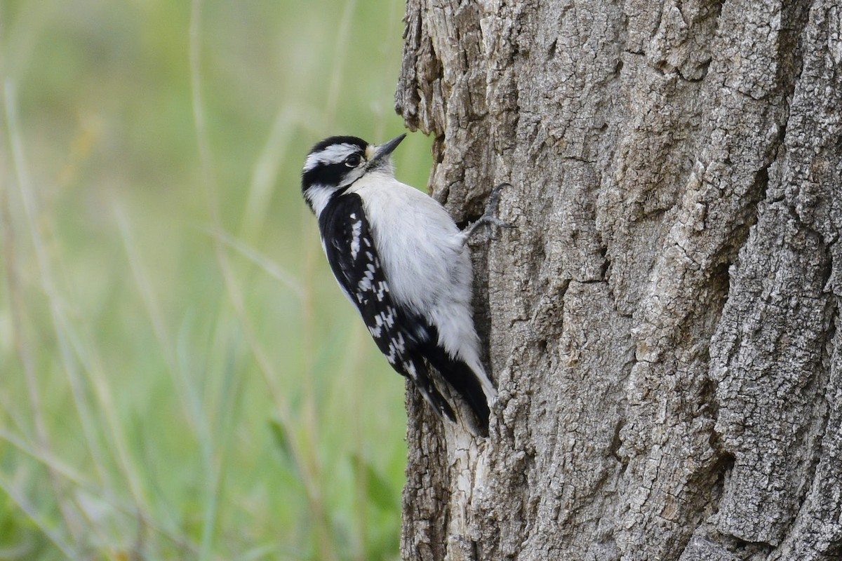 Downy Woodpecker (Eastern) - David de Rivera Tønnessen