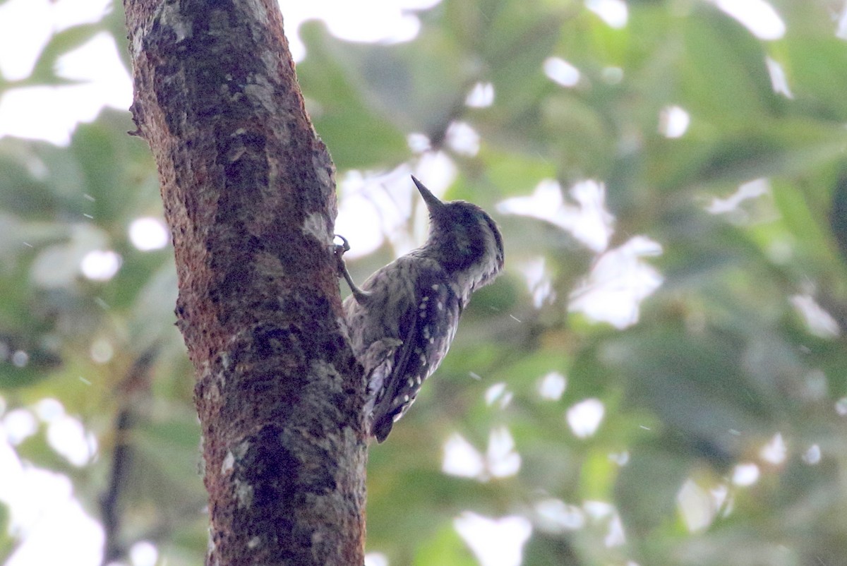 Gray-capped Pygmy Woodpecker - Richard Fuller