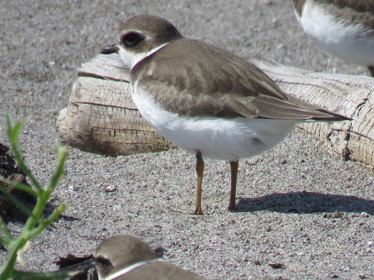 Semipalmated Plover - Andrew Emlen