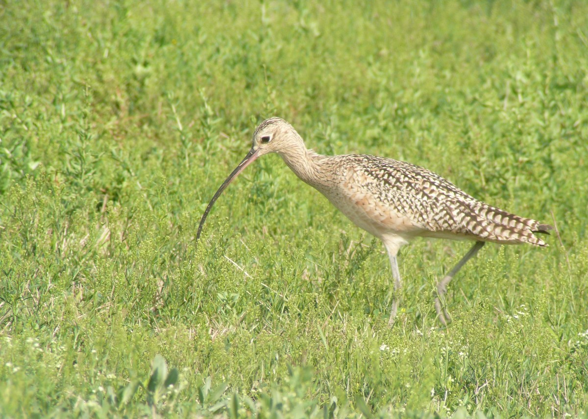 Long-billed Curlew - ML173933621