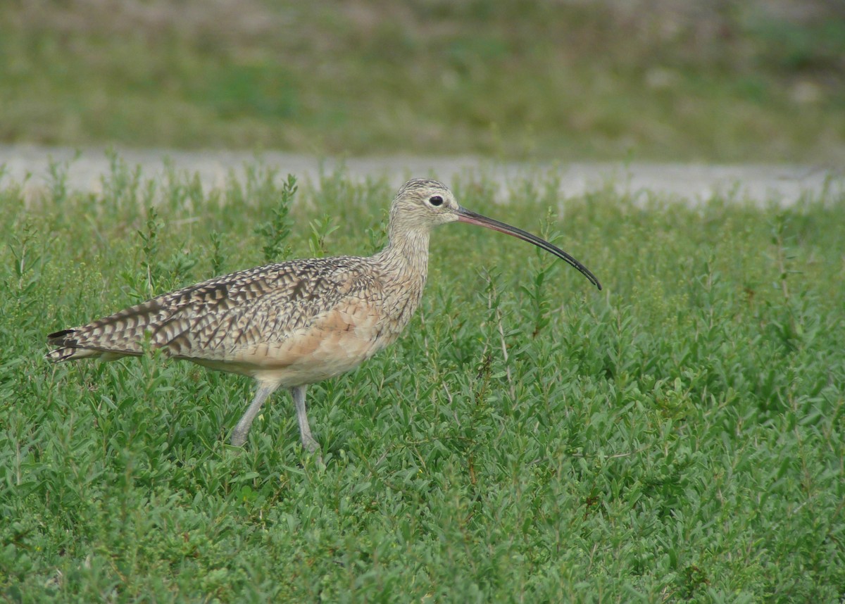 Long-billed Curlew - ML173933651