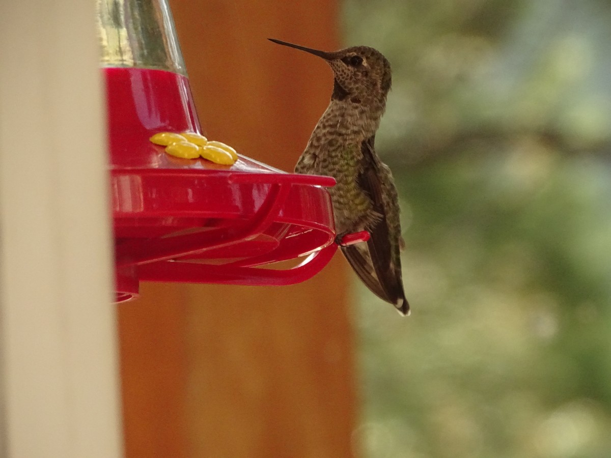 Anna's Hummingbird - ML173934511