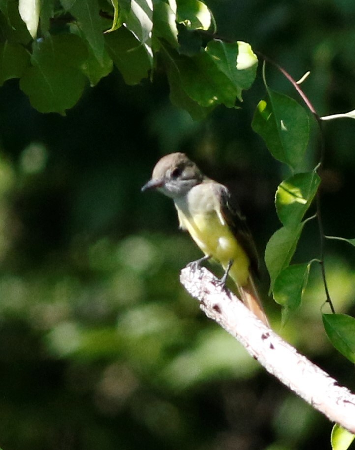 Great Crested Flycatcher - ML173934971