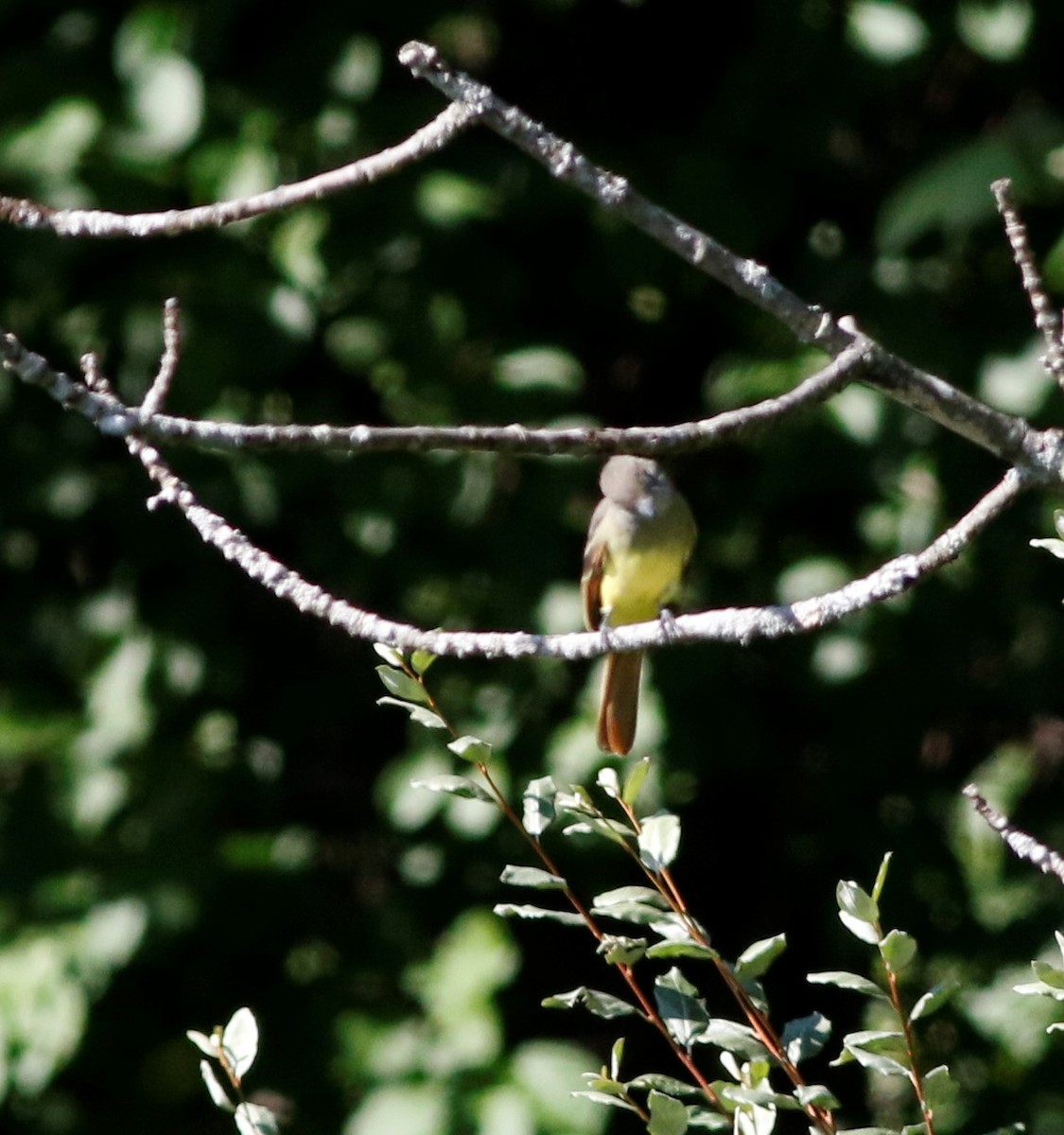 Great Crested Flycatcher - ML173934981