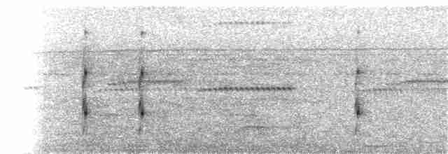 Microtyran oreillard - ML173938151