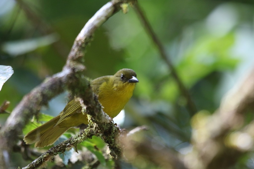 Olive-green Tanager - ML173941131