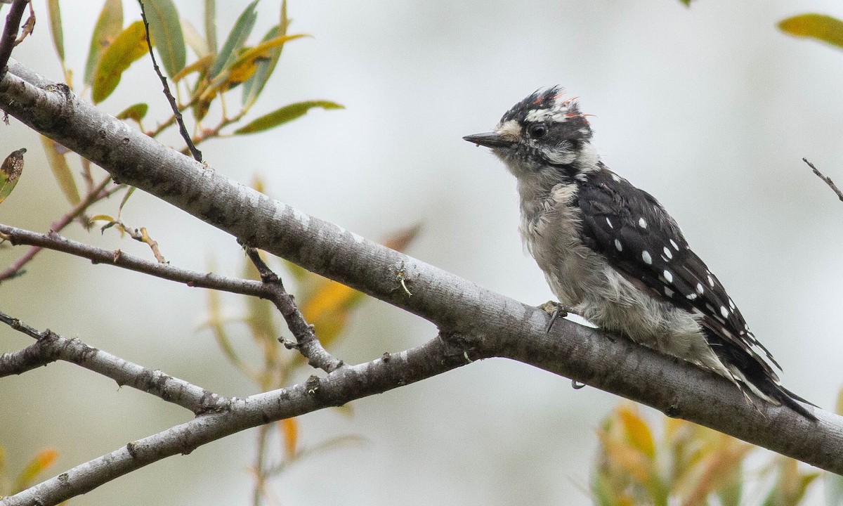 Downy Woodpecker (Pacific) - ML173941921