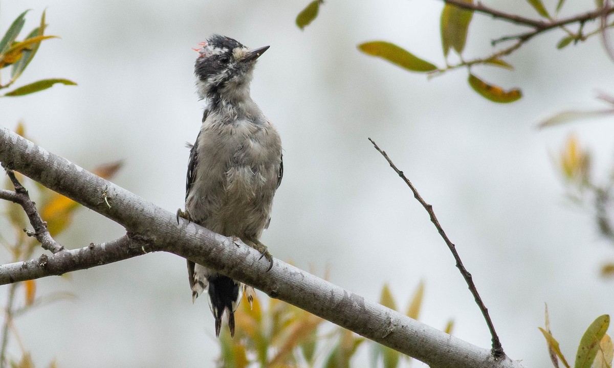Downy Woodpecker (Pacific) - ML173941931