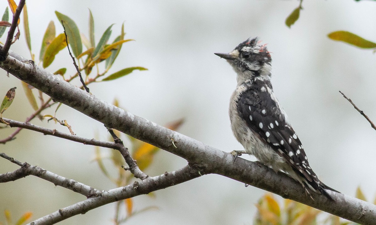 Downy Woodpecker (Pacific) - Paul Fenwick