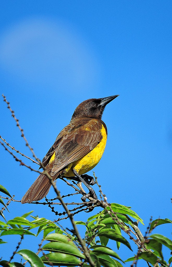 Yellow-rumped Marshbird - Fábio Luís Mello