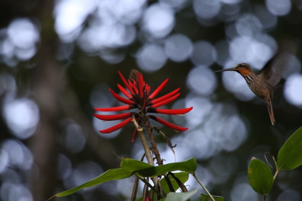kolibřík pilozobý - ML173944001