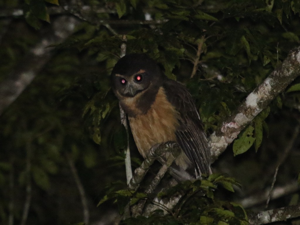 Tawny-browed Owl - ML173944211