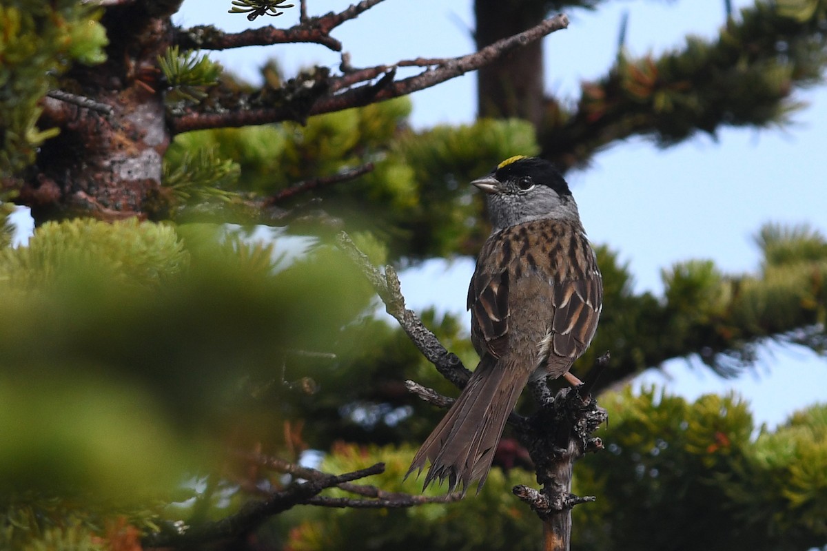 Golden-crowned Sparrow - ML173946921