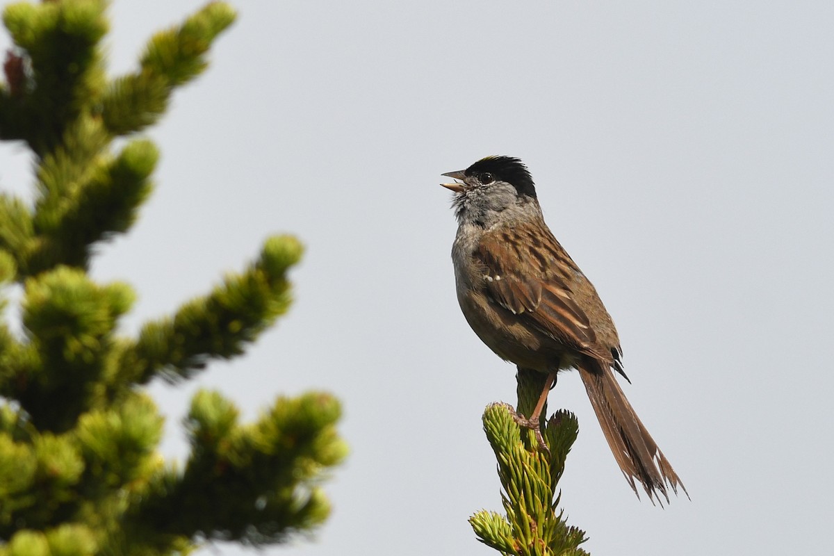 Golden-crowned Sparrow - ML173946991